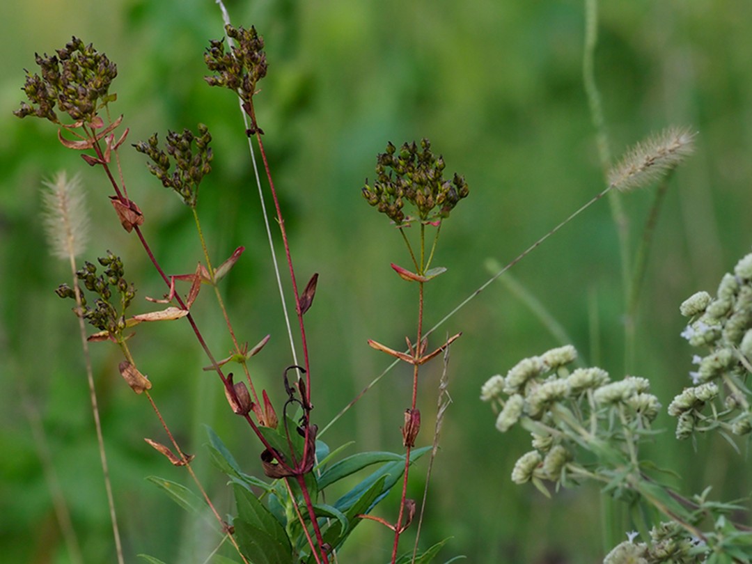 With Tubed beardtongue 