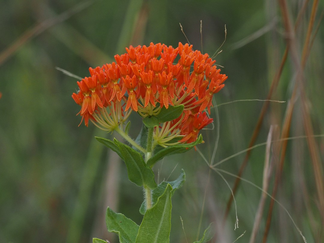 Butterfly milkweed (Asclepias tuberosa)