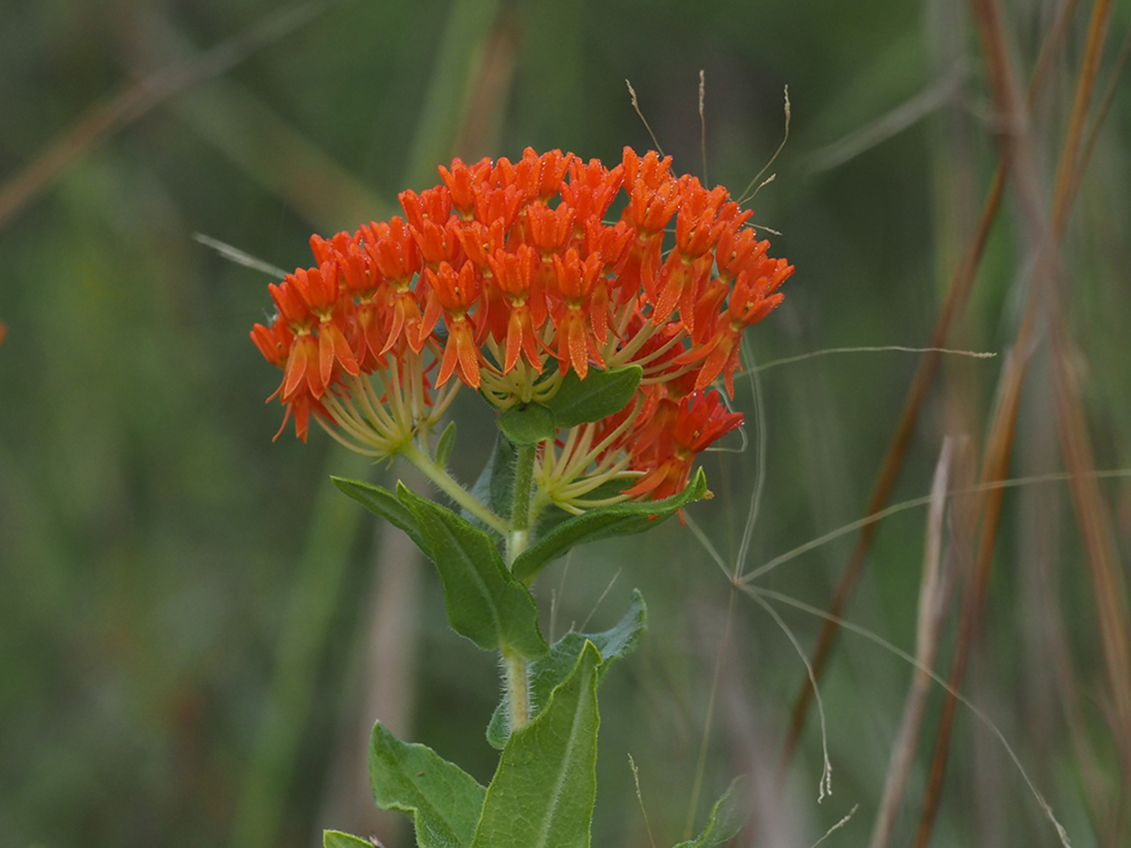 Asclepias tuberosa