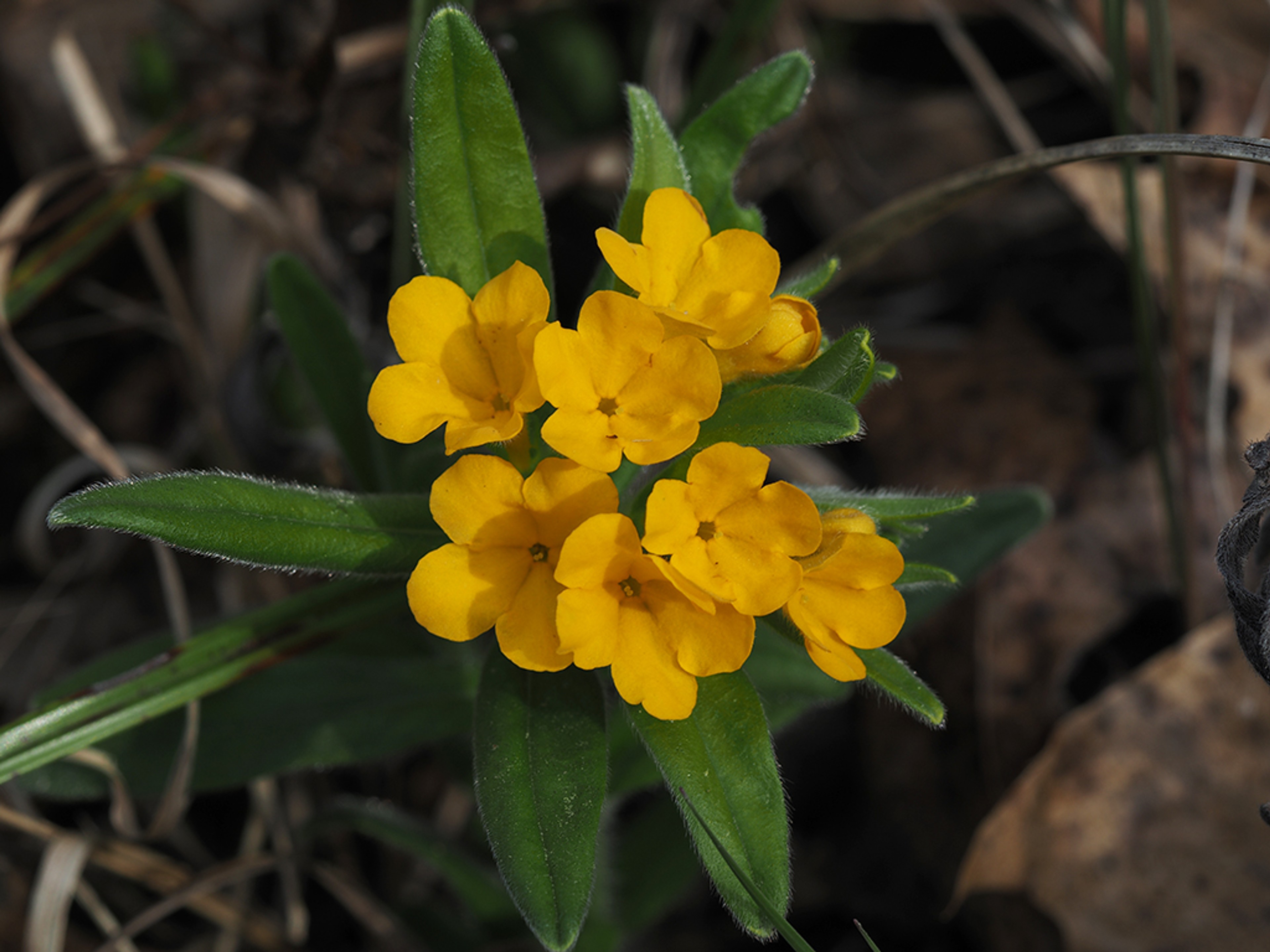 Lithospermum canescens