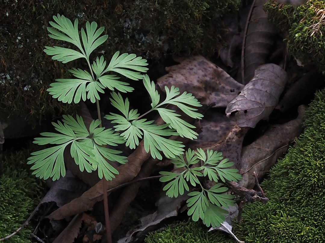 Deeply dissected leaves in groups of 3