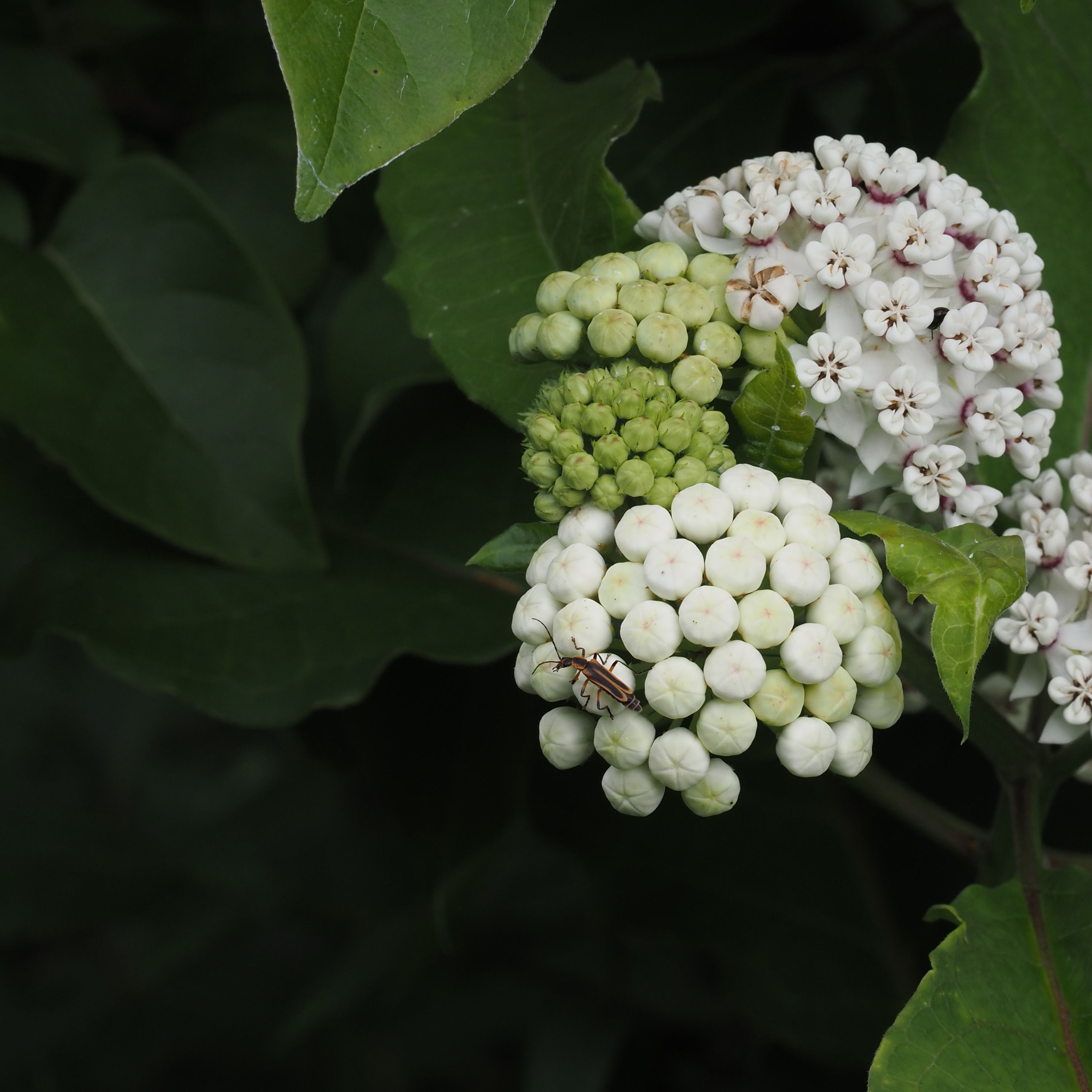 Native Wildflowers of Ozarkedge