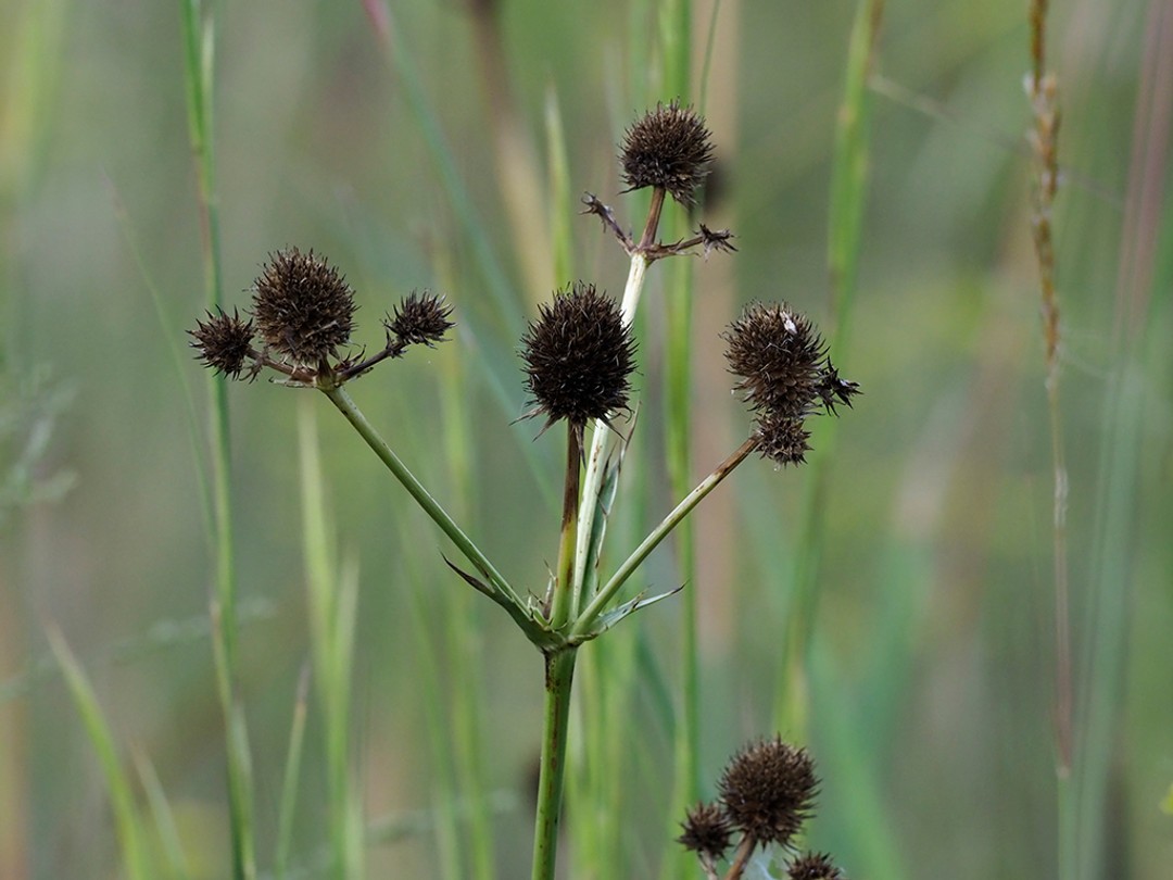 Eryngium yuccifolium