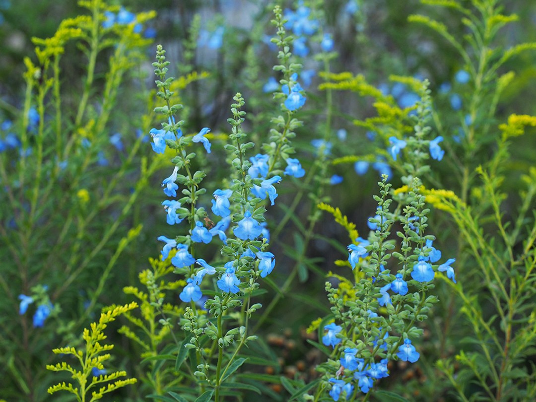 with Solidago altissima
