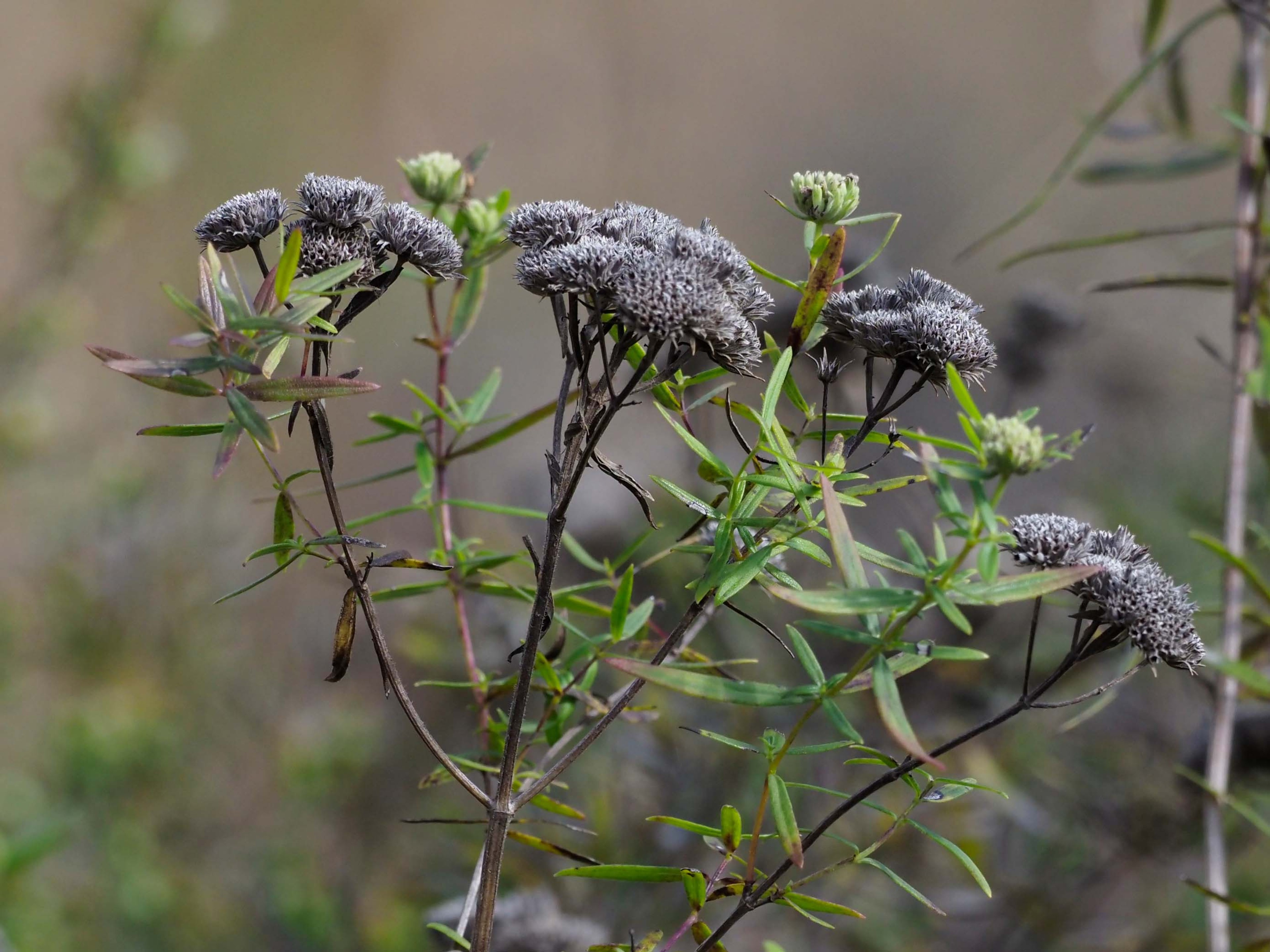 Pewter colored seed heads