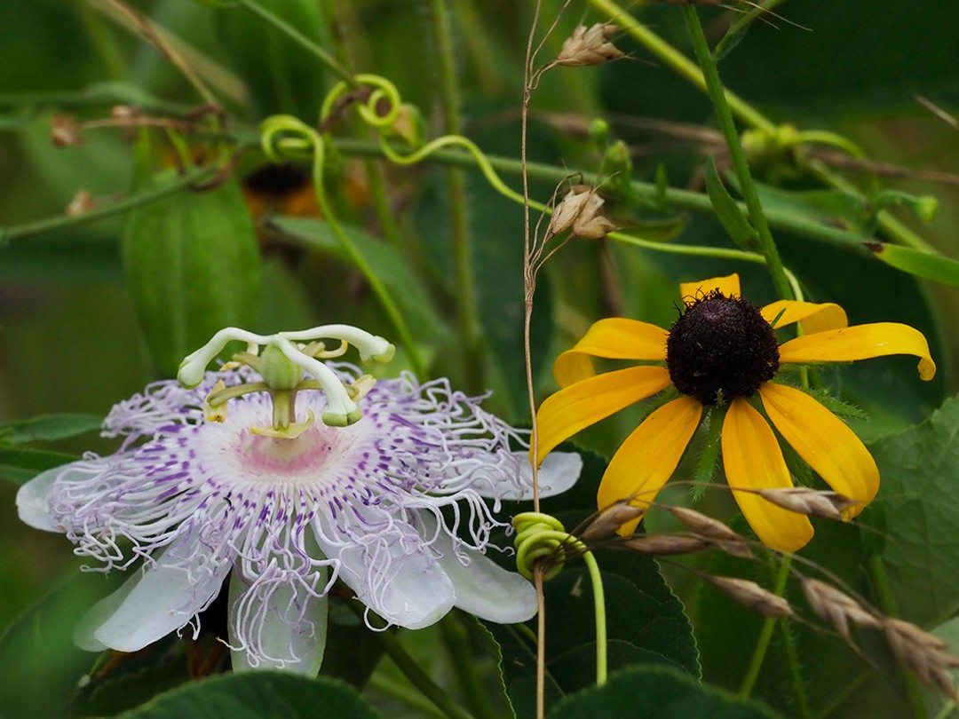 Flowering with Black-eyed Susan