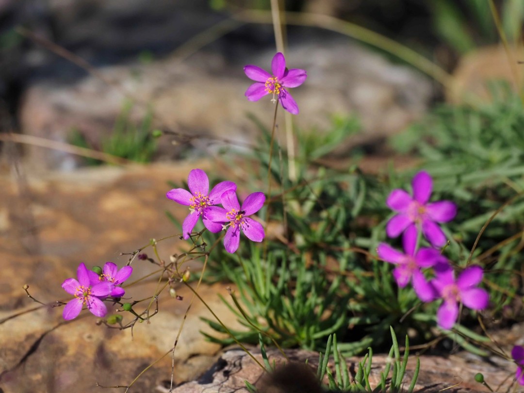 Flowers and leaves