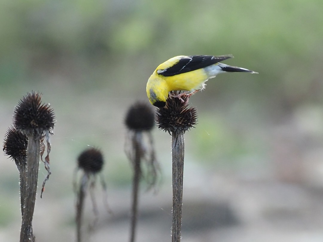 Goldfinch eating seeds