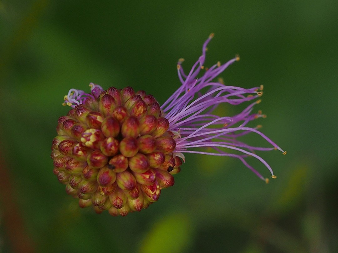 Flowers beginning to open