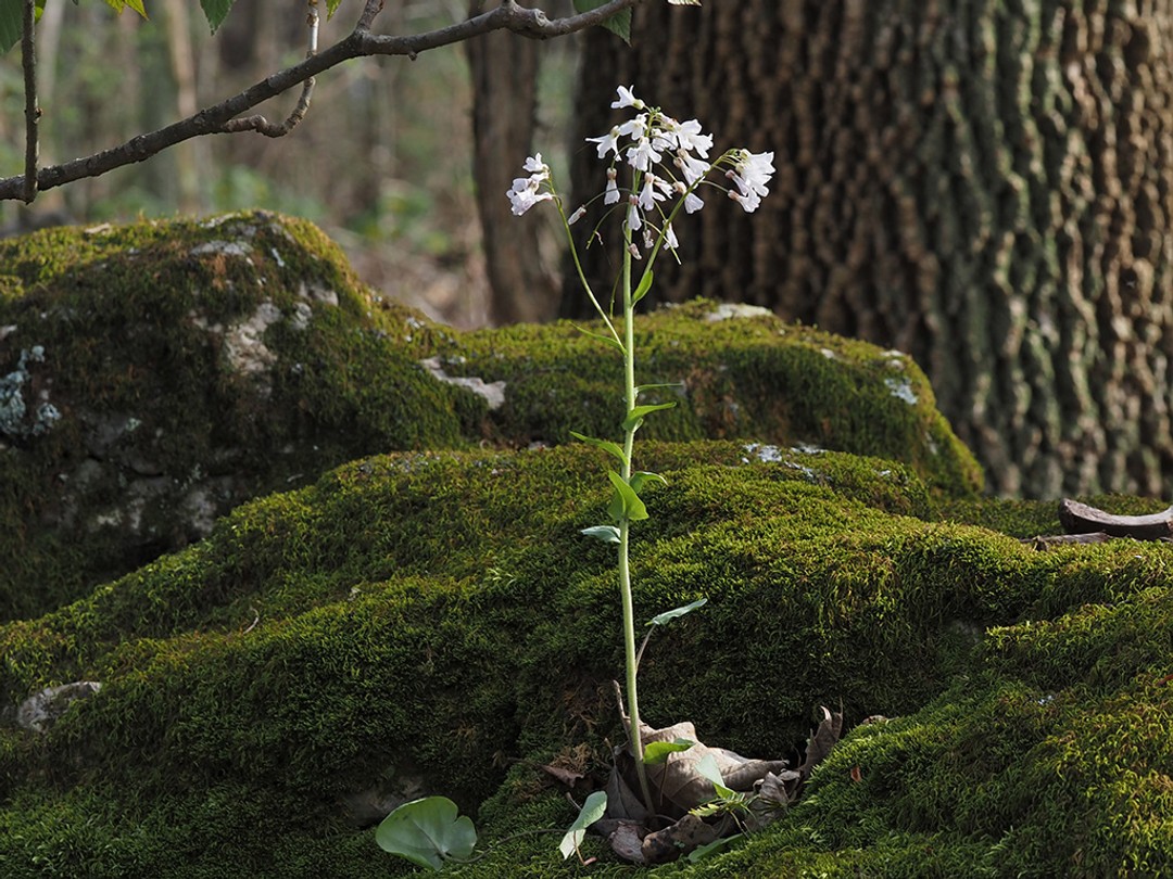 Cardamine bulbosa
