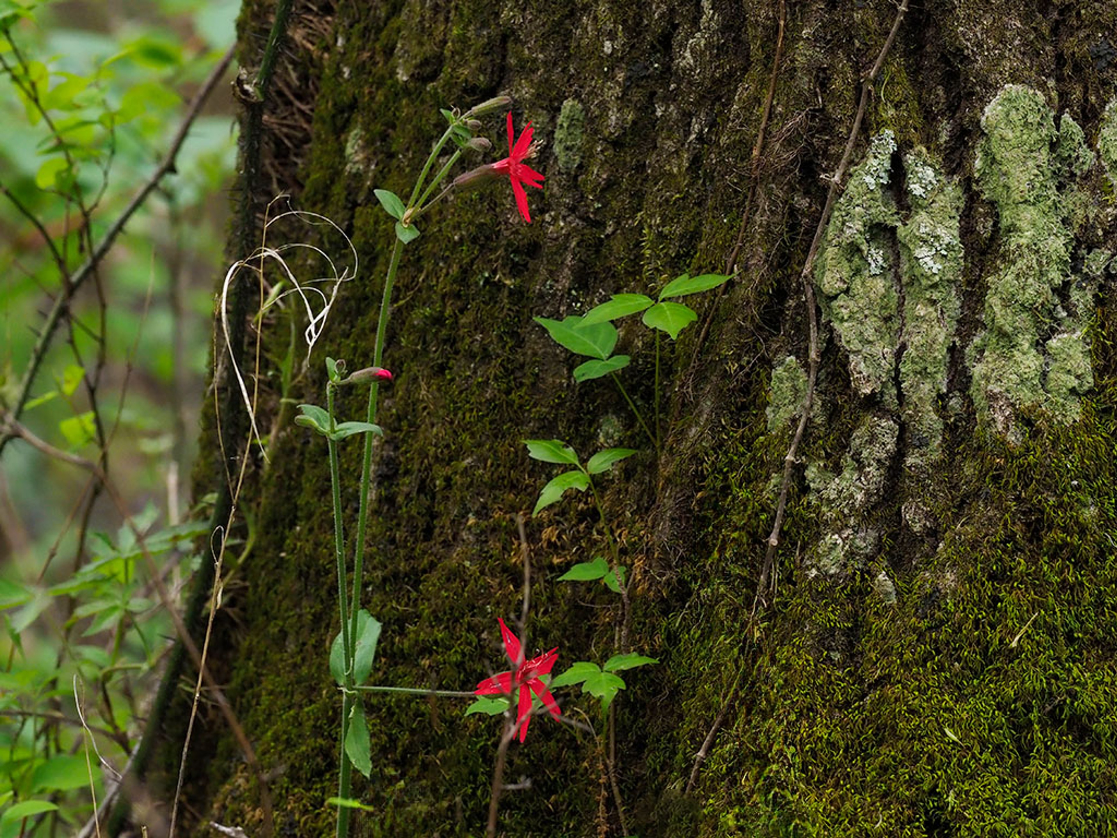 Fire Pink growing near Poison Ivy