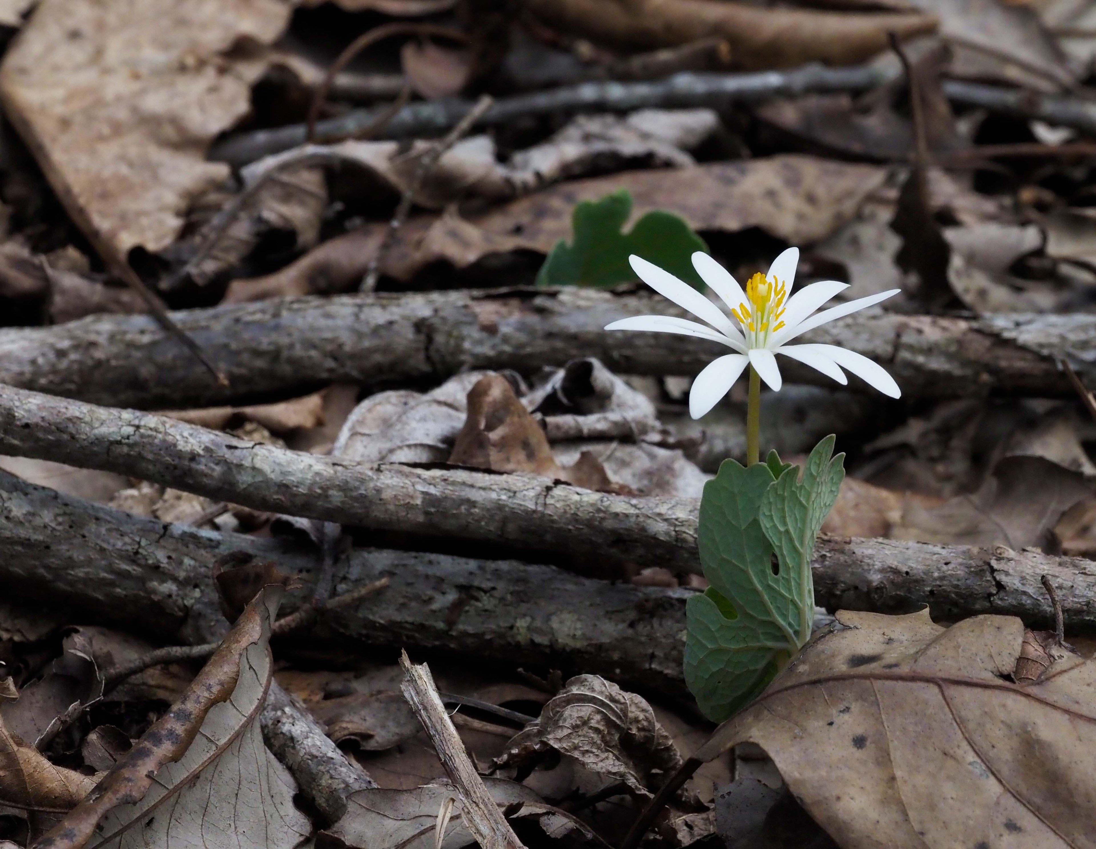 Sanguinaria canadensis with flower and leaf