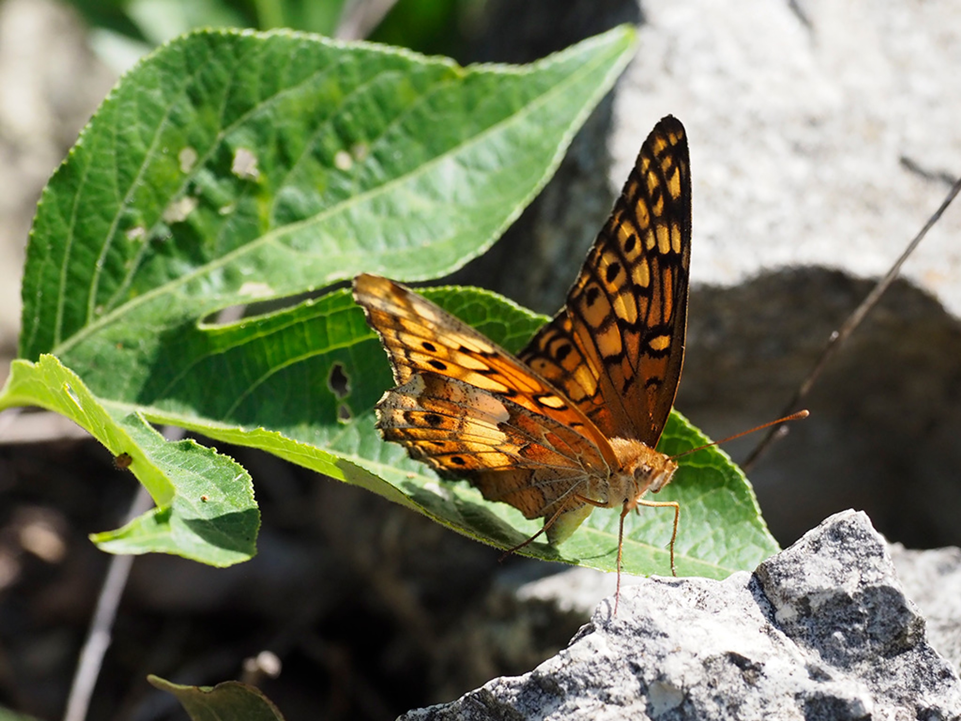 Variegated fritillary laying eggs
