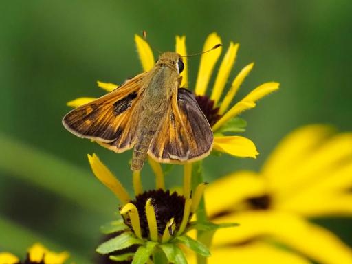 Sachem Skipper