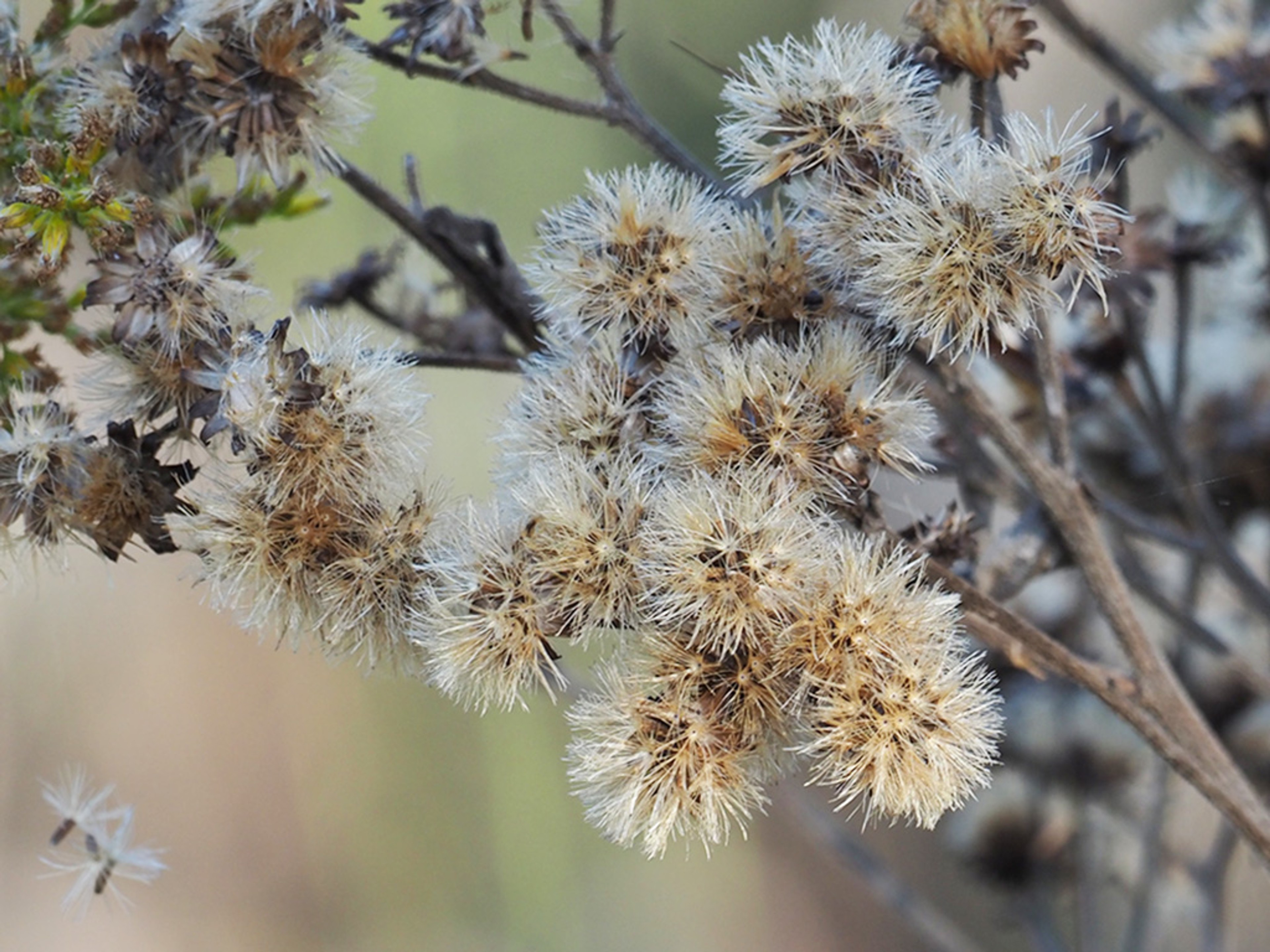 Seeds dispersed by wind