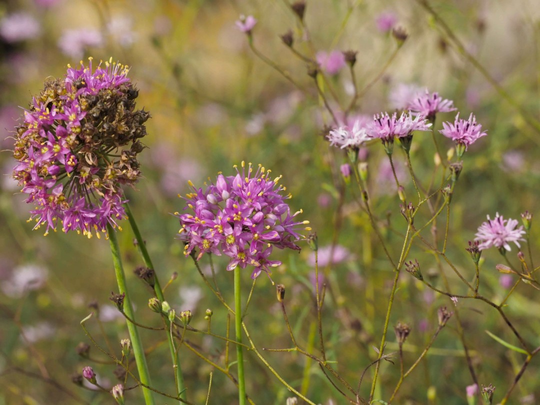 with Palafoxia callosa