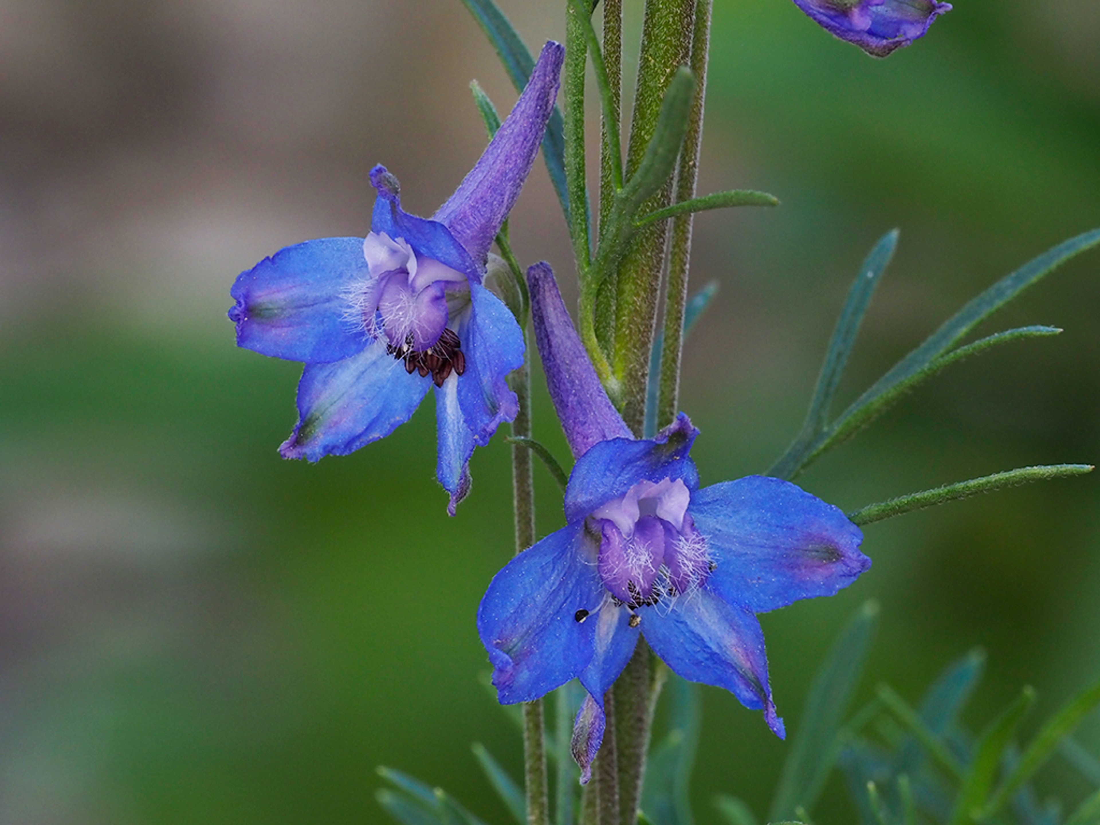 Delphinium carolinianum