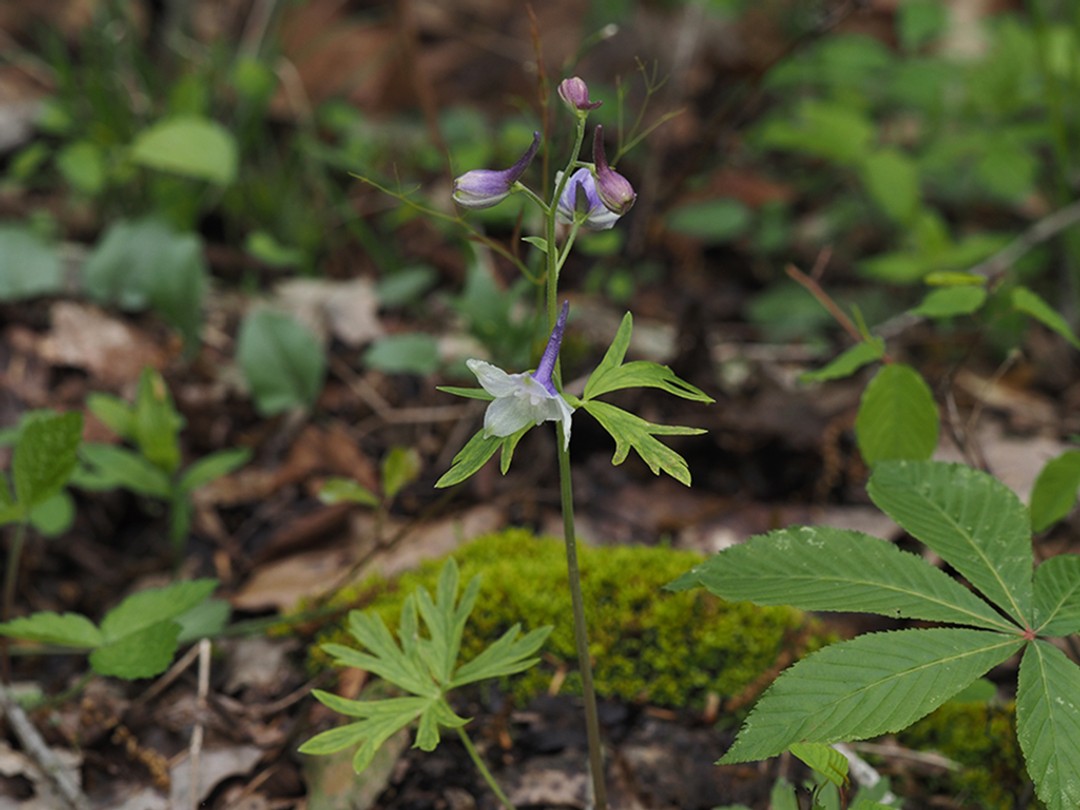 Stem and basal leaves
