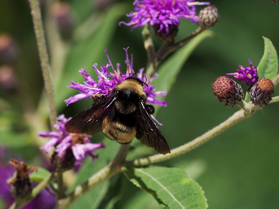 Bombus pensylvanicus (American bumblebee)