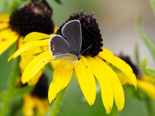 Eastern Tailed-Blue butterfly