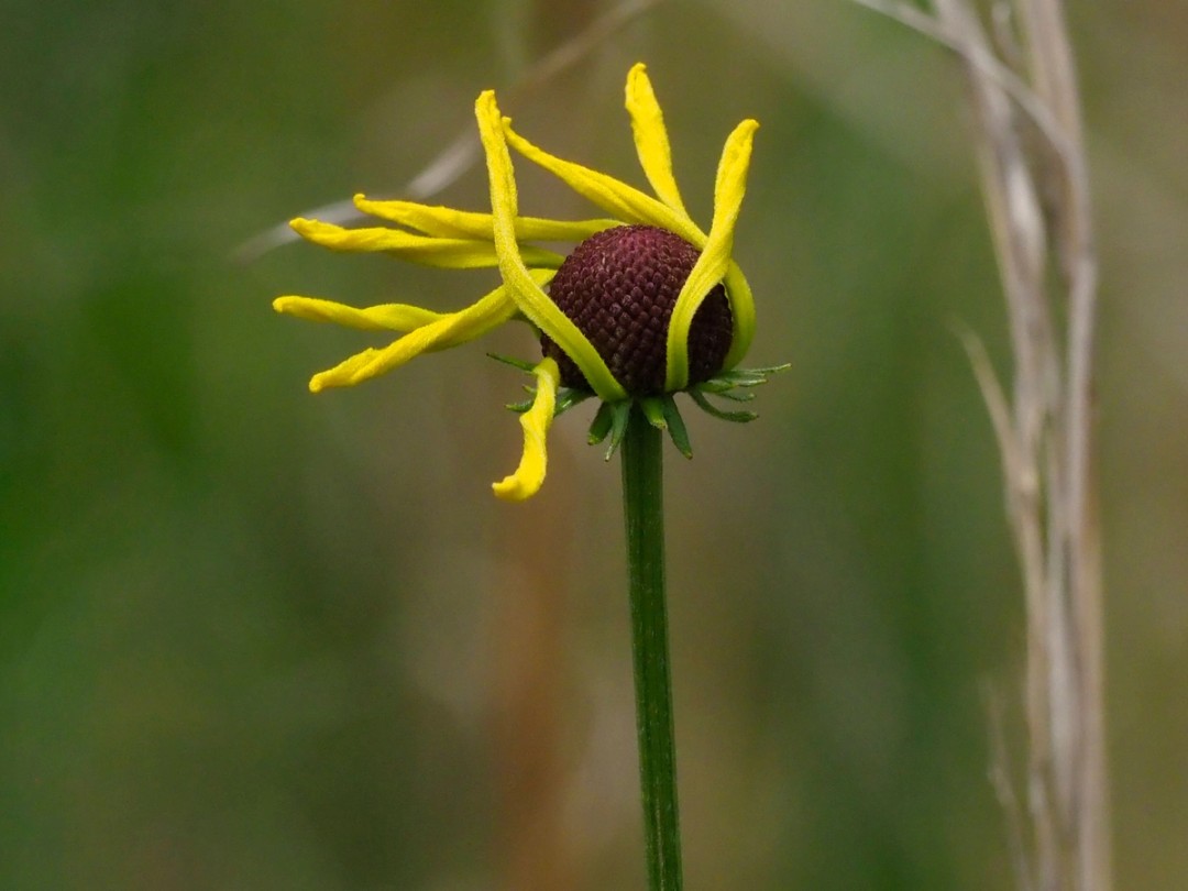 Newly opening flower