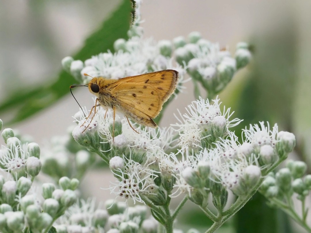 Fiery skipper