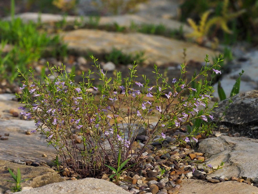 Blooming in rocky habitat