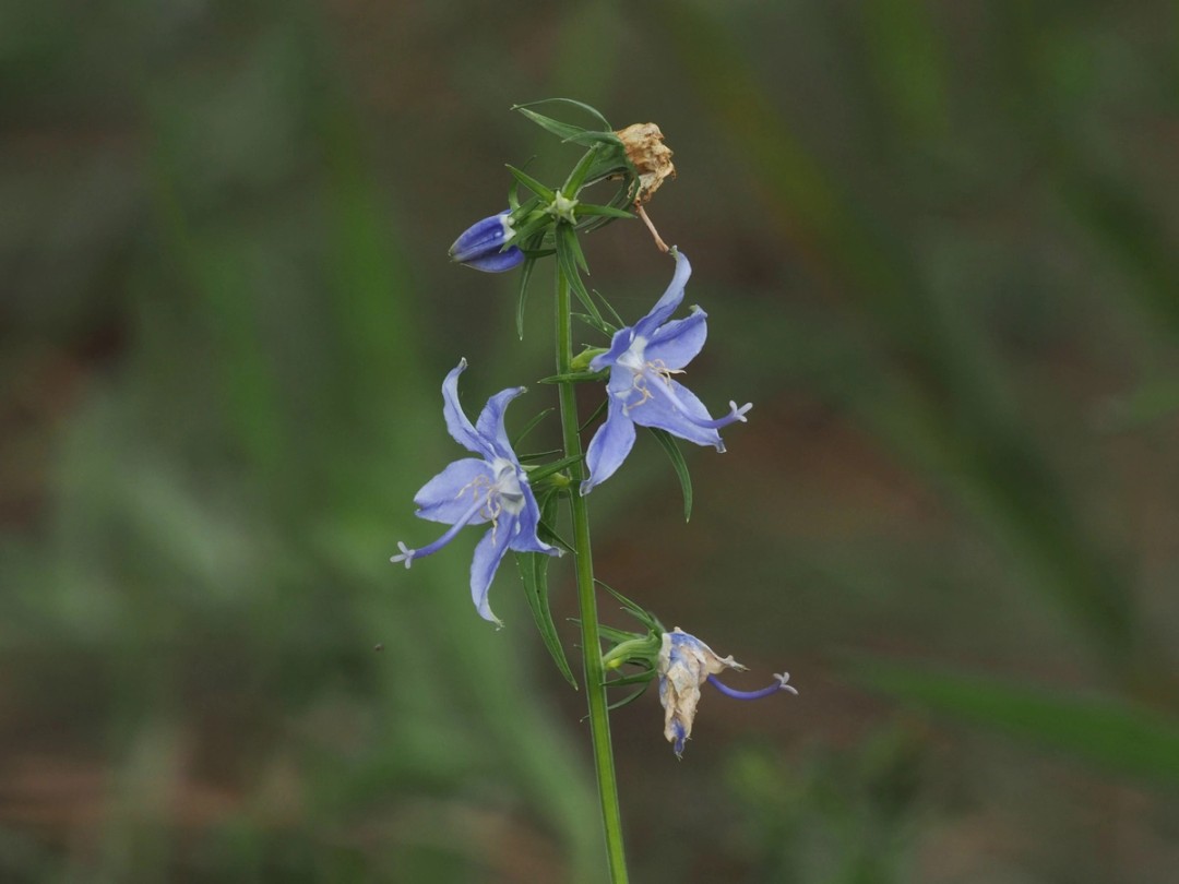 Blue flowers