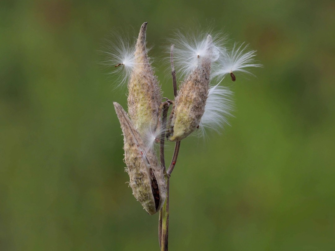 Ripe seed pods