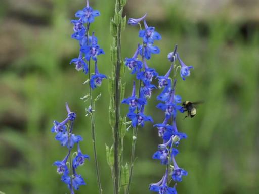 American Bumble Bee visiting Carolina larkspur flowers 