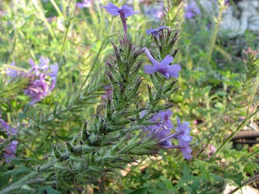 Flowering spike