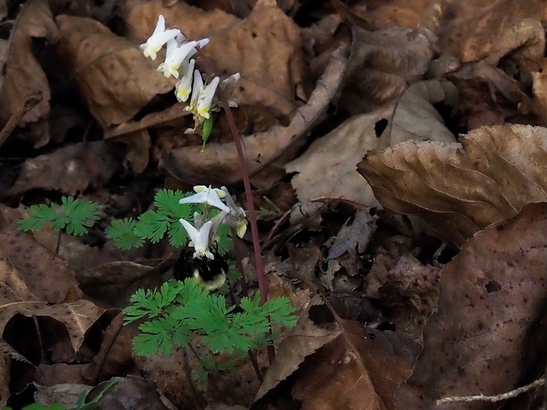 Bombus bimaculatus nectaring on Dutchman's Breeches