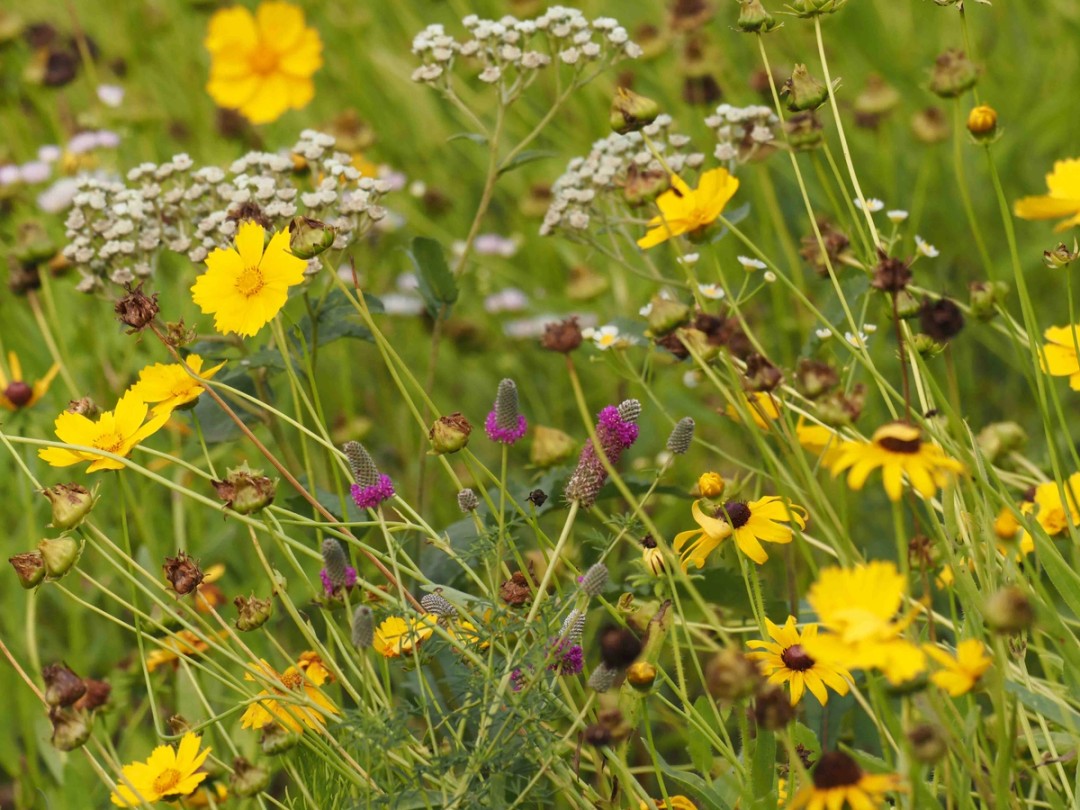 Lanceleaf coreopsis, Wild Quinine