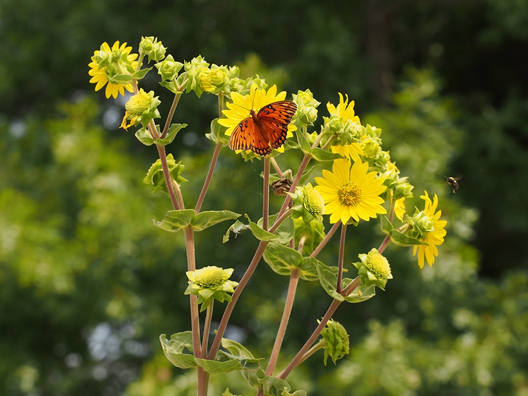 Gulf fritillary