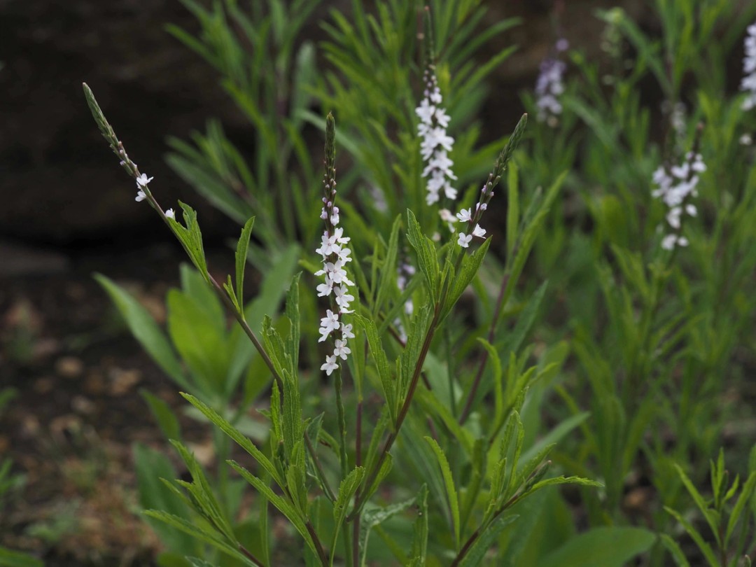 Leaves attach directly to stem