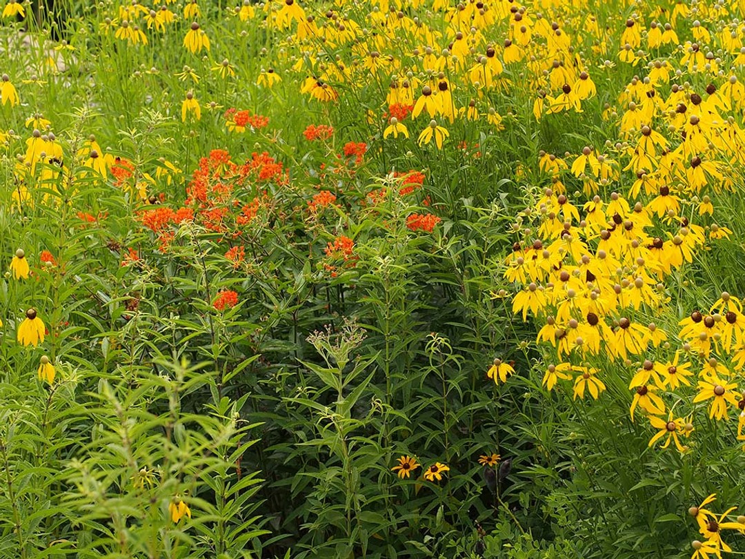 with Asclepias tuberosa
