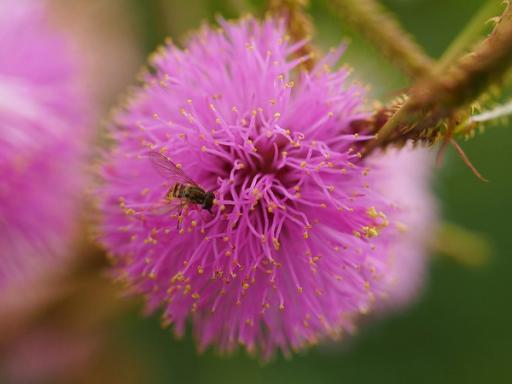 Syrphid fly
