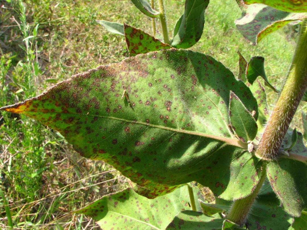 Leaves with rusty spots post maturity