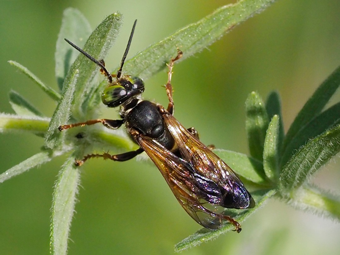 Distinct grasshopper hunting wasp