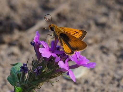 Delaware Skipper