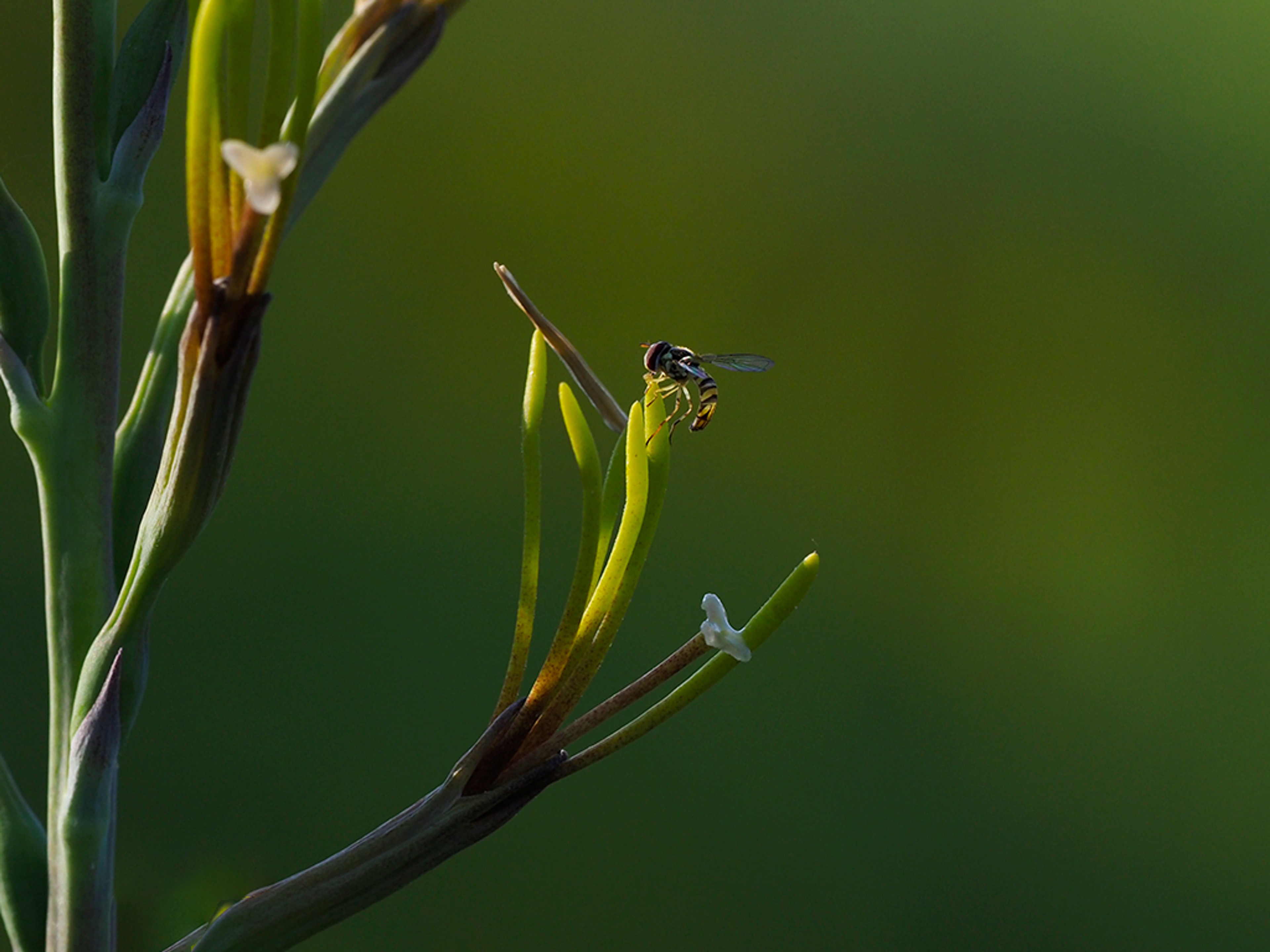 Hoverfly visiting Manfreda virginica