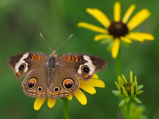 Common Buckeye butterfly