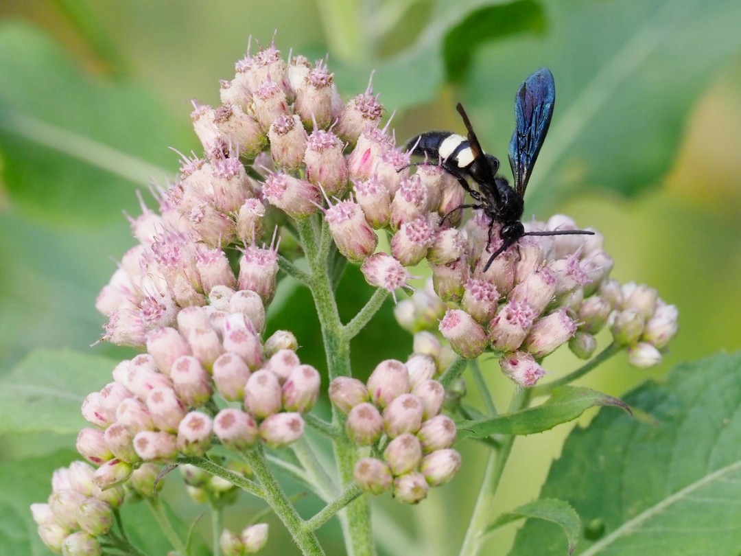 Double banded Scoliid wasp