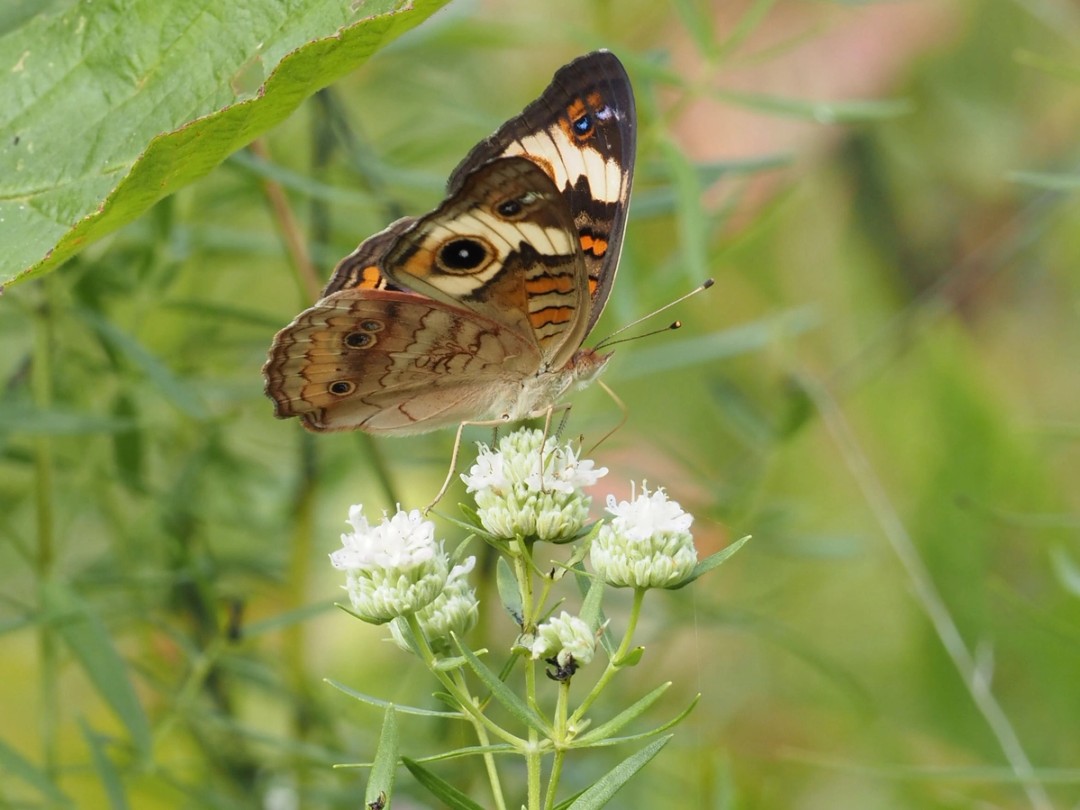 Common Buckeye