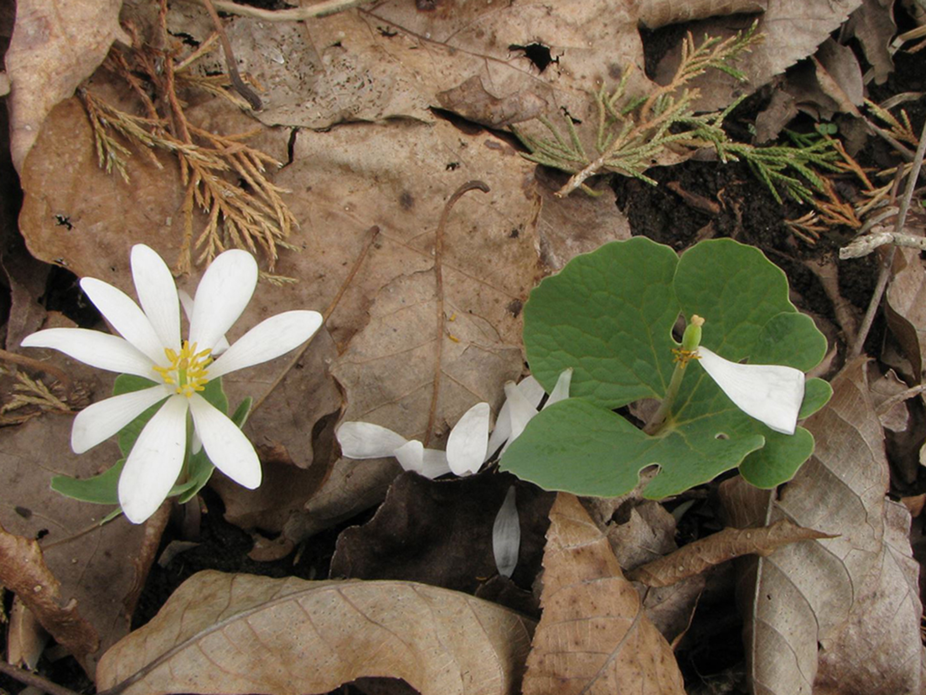 All but one petal has fallen onto the brown oak leaves