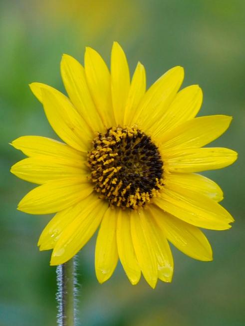 Yellow flower of Helianthus mollis