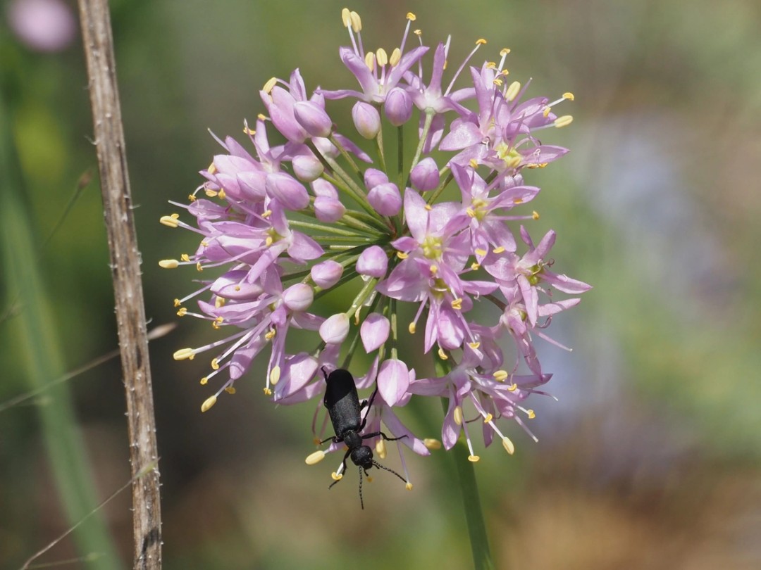 Blister beetle