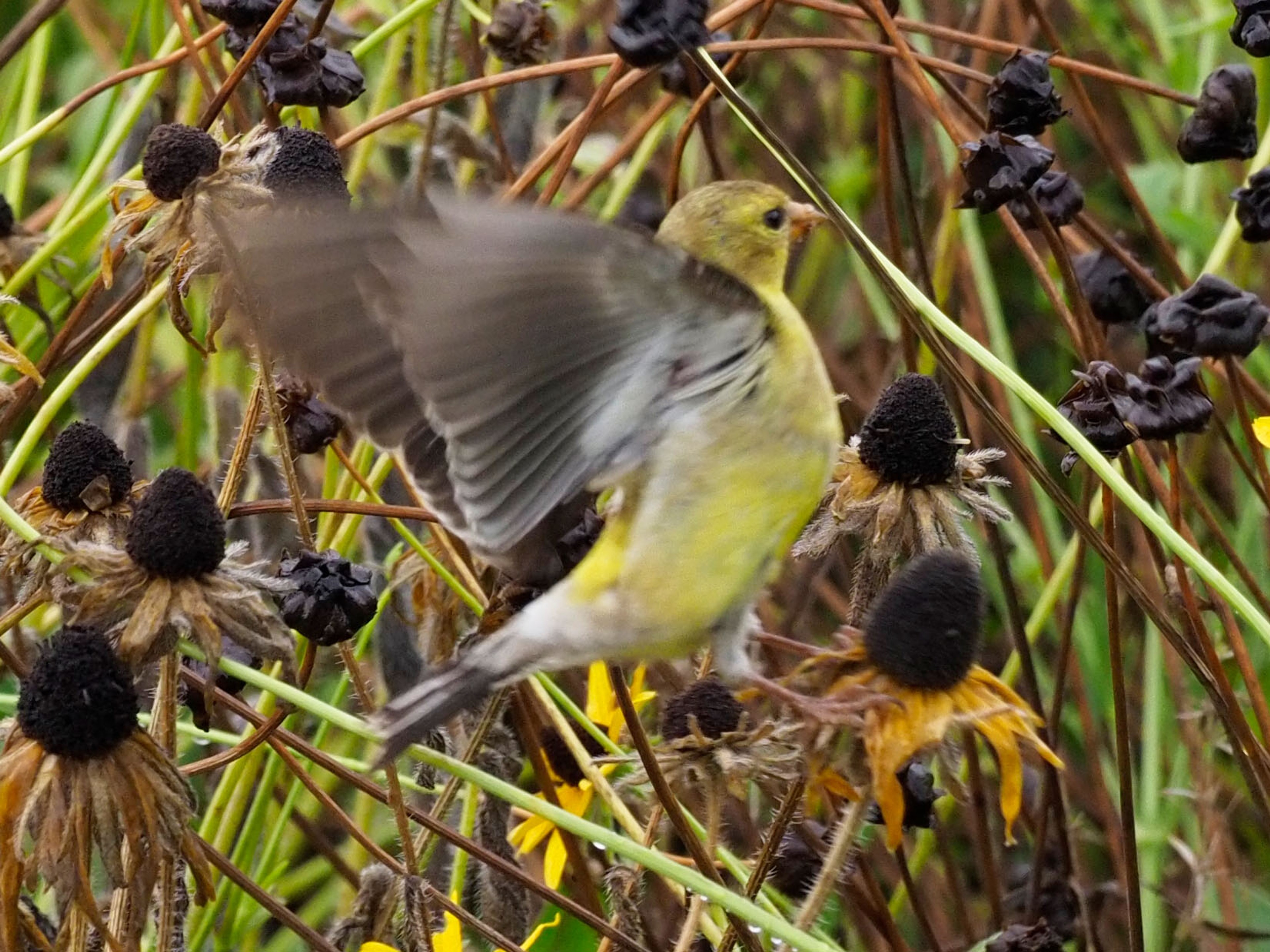 Goldfinch flying in to dine on seeds