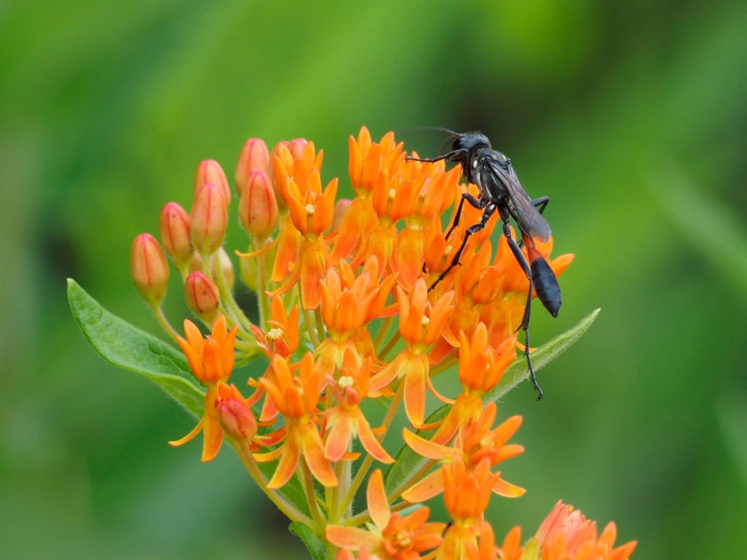 Tall thread-waisted wasp