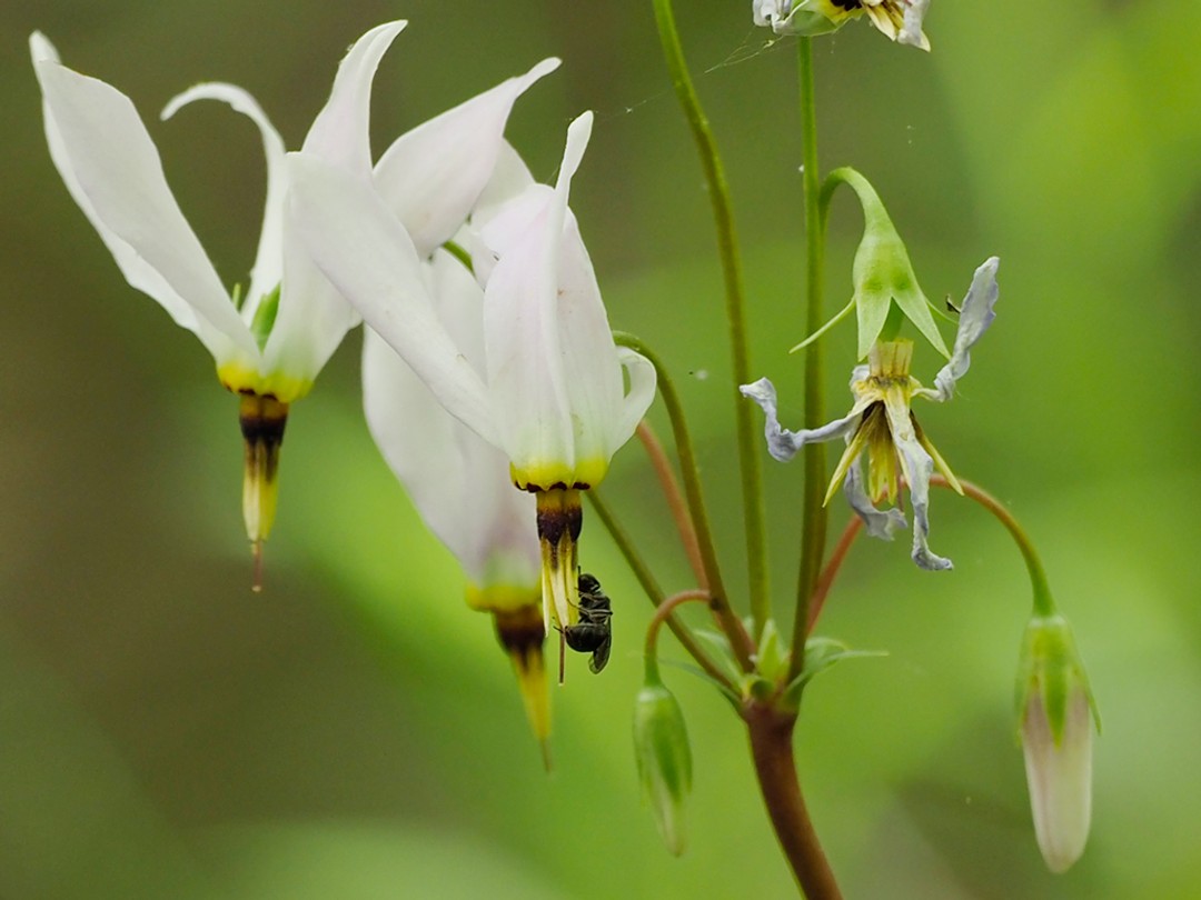 Small bee seeking pollen